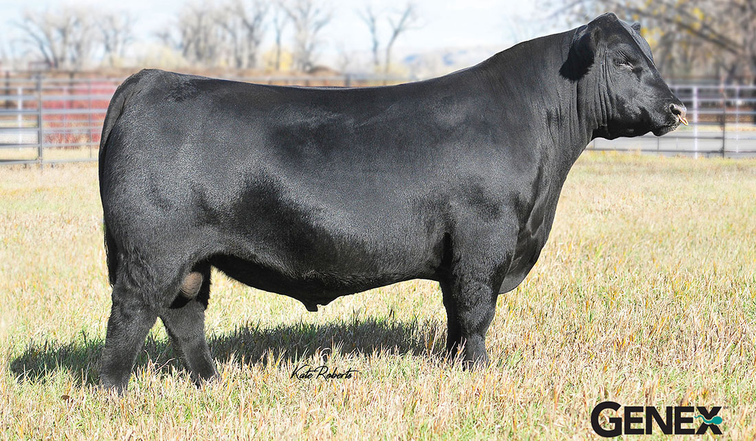 Sires | McCurry Angus Ranch