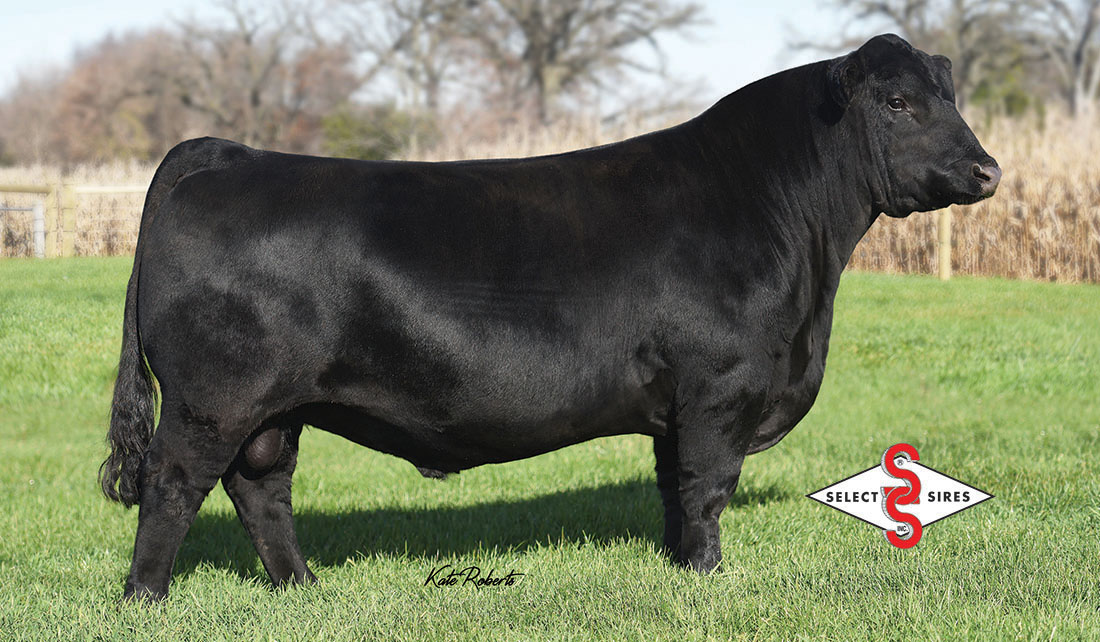 Sires | McCurry Angus Ranch